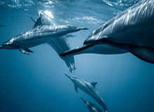 世界杯官方信息发布-安东尼心甘情愿打替补，因为开拓者给了他足够尊重